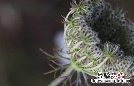 南鹤虱的功效与作用点 南鹤虱的功效与作用