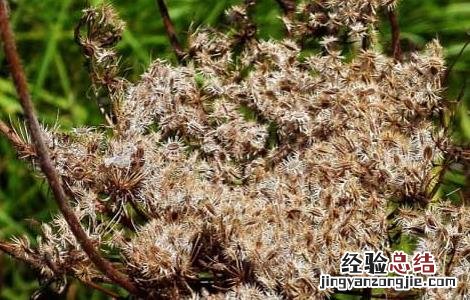 南鹤虱的功效与作用点 南鹤虱的功效与作用