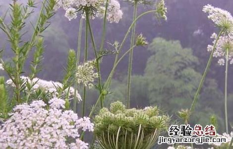 南鹤虱的功效与作用点 南鹤虱的功效与作用