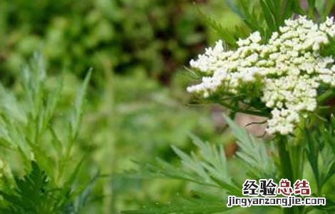 南鹤虱的功效与作用点 南鹤虱的功效与作用