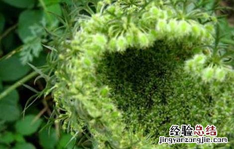 南鹤虱的功效与作用点 南鹤虱的功效与作用