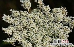 南鹤虱的功效与作用点 南鹤虱的功效与作用