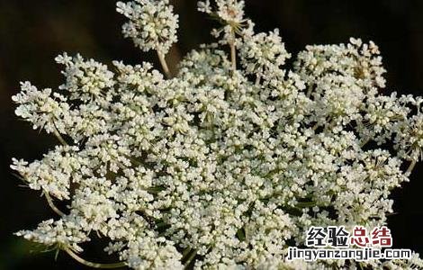 南鹤虱的功效与作用点 南鹤虱的功效与作用