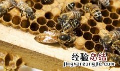 圆桶养蜜蜂怎样取蜜最快 圆桶养蜜蜂怎样取蜜