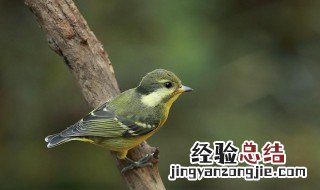 黄腹山雀怎么养 黄腹山雀怎么养服笼