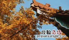 梧桐叶象征什么寓意 梧桐叶象征什么