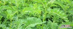 黄芪和北芪有什么区别 请问卡,黄芪和北芪有什么区别