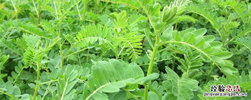 黄芪和北芪有什么区别 请问卡,黄芪和北芪有什么区别
