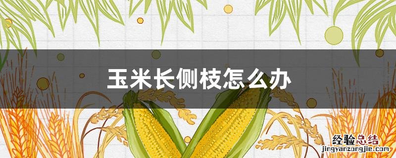 玉米长侧枝怎么办视频 玉米长侧枝怎么办