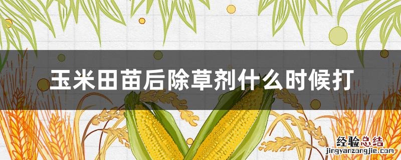 玉米苗后除草剂什么时候打药 玉米田苗后除草剂什么时候打