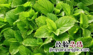 薄荷叶的营养价值和功效 薄荷叶的营养价值