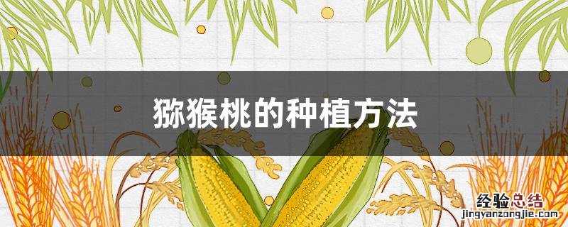 软枣猕猴桃的种植方法 猕猴桃的种植方法