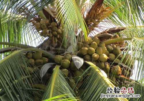 独立无枝挺碧空一头凤尾啸熏风指的是什么？具体是椰子树还是薰衣草