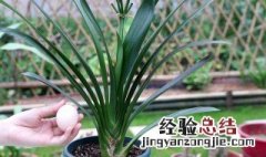 君子兰怎样用鸡蛋施肥用什么肥料最好 不同季节肥料不同