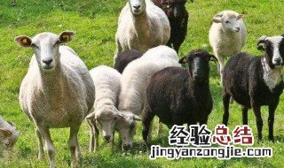 牛羊饲料主要原料 牛羊饲料主要原料配方
