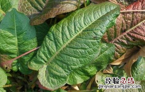 牛耳大黄的功效与作用 牛耳大黄的功效与作用图片