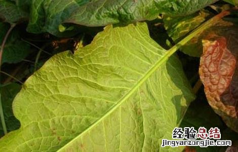 牛耳大黄的功效与作用 牛耳大黄的功效与作用图片