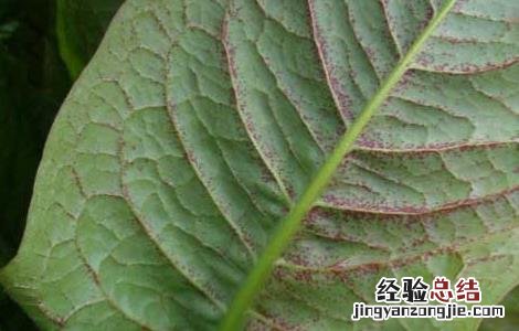 牛耳大黄的功效与作用 牛耳大黄的功效与作用图片