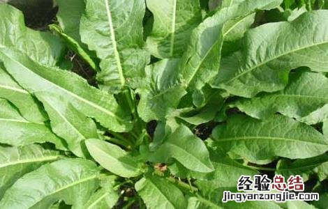 牛耳大黄的功效与作用 牛耳大黄的功效与作用图片