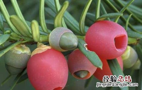 紫杉醇的功效与作用 白蛋白结合型紫杉醇的功效与作用