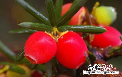 紫杉醇的功效与作用 白蛋白结合型紫杉醇的功效与作用