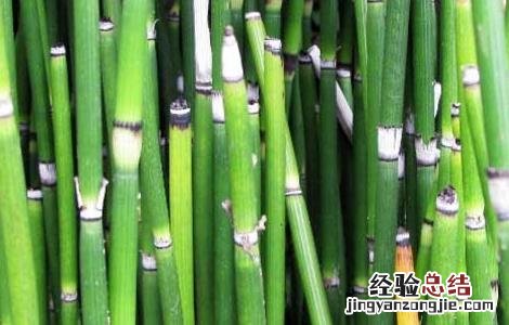 木贼的功效与作用的功能与主治 木贼的功效与作用