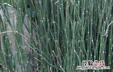 木贼的功效与作用的功能与主治 木贼的功效与作用