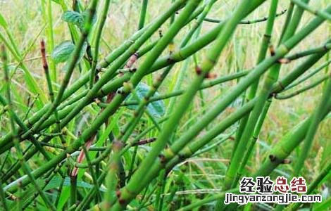 木贼的功效与作用的功能与主治 木贼的功效与作用