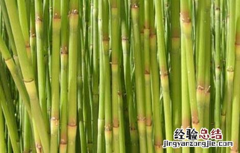 木贼的功效与作用的功能与主治 木贼的功效与作用