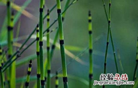 木贼的功效与作用的功能与主治 木贼的功效与作用