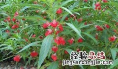 指甲花什么时候种最好 指甲花什么时候种最好养