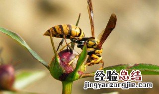 以昆虫为媒介的传染病 以昆虫为媒介传播的疾病有哪些