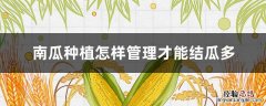 南瓜种植怎样管理才能结瓜多压蕊 南瓜种植怎样管理才能结瓜多