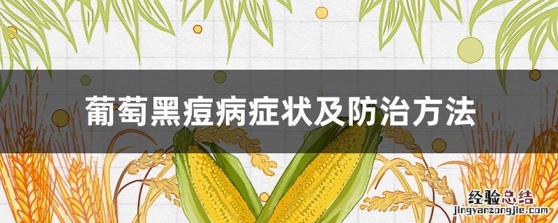 葡萄黑痘病症状及防治方法 葡萄果黑痘病症状及防治方法