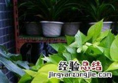 绿萝怎么土养才能更旺盛 绿萝怎么土养