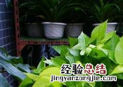 绿萝怎么土养才能更旺盛 绿萝怎么土养