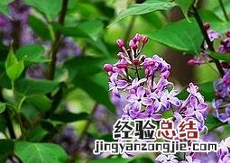 丁香花怎么养殖呵护 丁香花怎么养殖