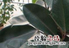 植物黑金刚的栽培养殖方法和技术 植物黑金刚的栽培养殖方法