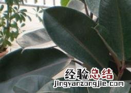植物黑金刚的栽培养殖方法和技术 植物黑金刚的栽培养殖方法