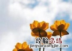 檀香金莲花图片 金莲花图片