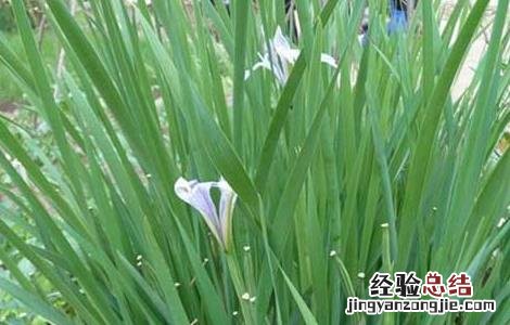 马蔺的功效与作用 马蔺的功效与作用根