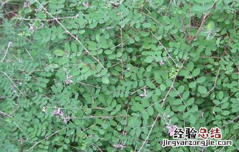 马棘的功效与作用 马棘的功效作用于心图片