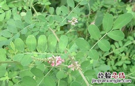 马棘的功效与作用 马棘的功效作用于心图片