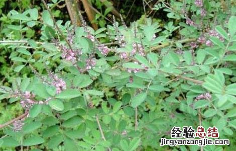 马棘的功效与作用 马棘的功效作用于心图片