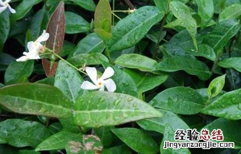 络石藤的功效与作用的功能与主治与用量 络石藤的功效与作用
