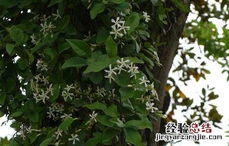 络石藤的功效与作用的功能与主治与用量 络石藤的功效与作用