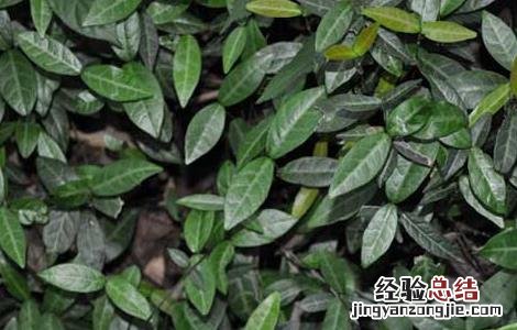 络石藤的功效与作用的功能与主治与用量 络石藤的功效与作用