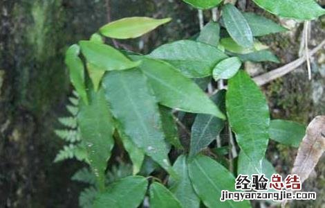 络石藤的功效与作用的功能与主治与用量 络石藤的功效与作用