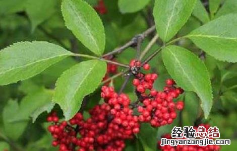 马尿烧有什么功效 马尿烧的功效与作用