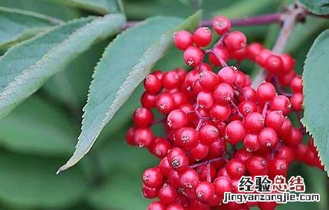 马尿烧有什么功效 马尿烧的功效与作用